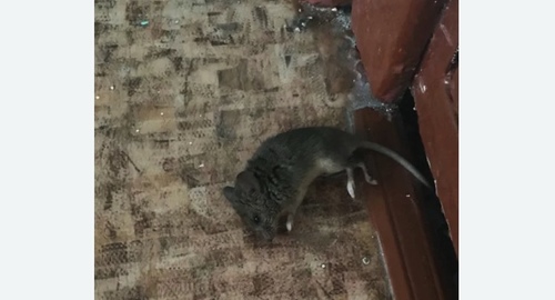 Дезинфекция от мышей в Люблино города Москвы
